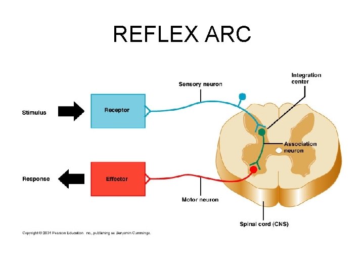 REFLEX ARC 