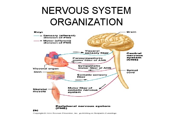 NERVOUS SYSTEM ORGANIZATION 