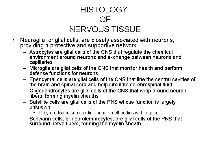 HISTOLOGY OF NERVOUS TISSUE • Neuroglia, or glial cells, are closely associated with neurons,