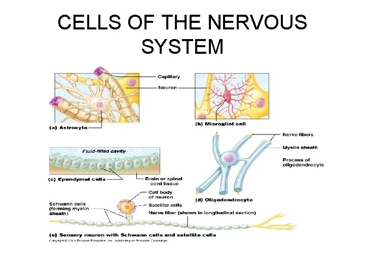 CELLS OF THE NERVOUS SYSTEM 