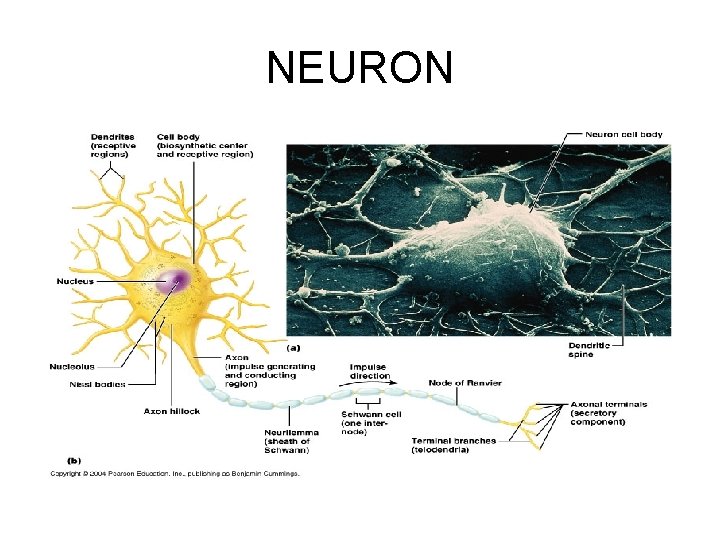 NEURON 