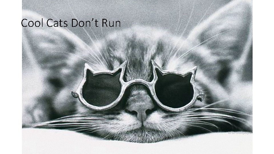 Cool Cats Don’t Run 