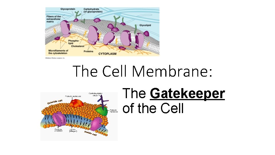 The Cell Membrane: The Gatekeeper of the Cell 