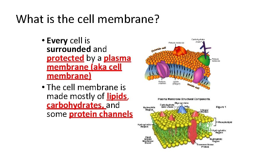 What is the cell membrane? • Every cell is surrounded and protected by a