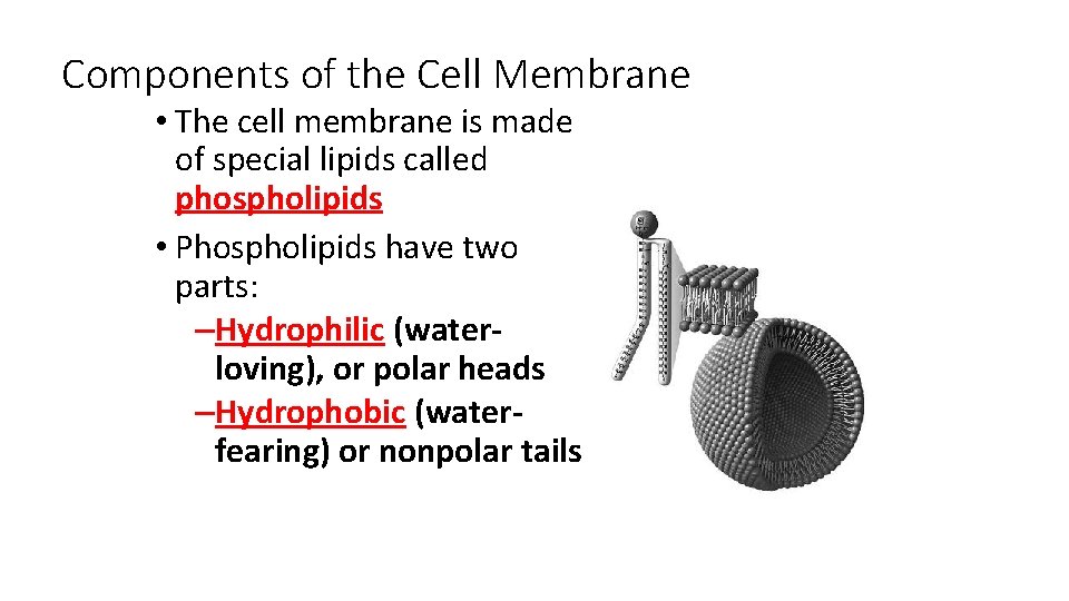 Components of the Cell Membrane • The cell membrane is made of special lipids