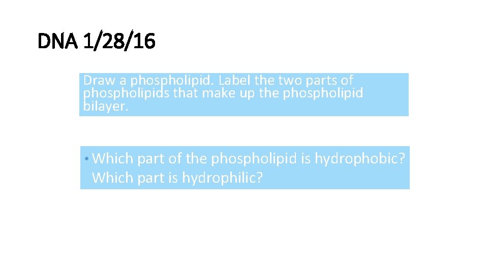 DNA 1/28/16 Draw a phospholipid. Label the two parts of phospholipids that make up