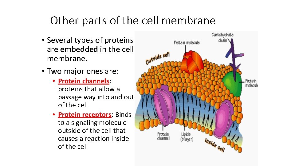 Other parts of the cell membrane • Several types of proteins are embedded in
