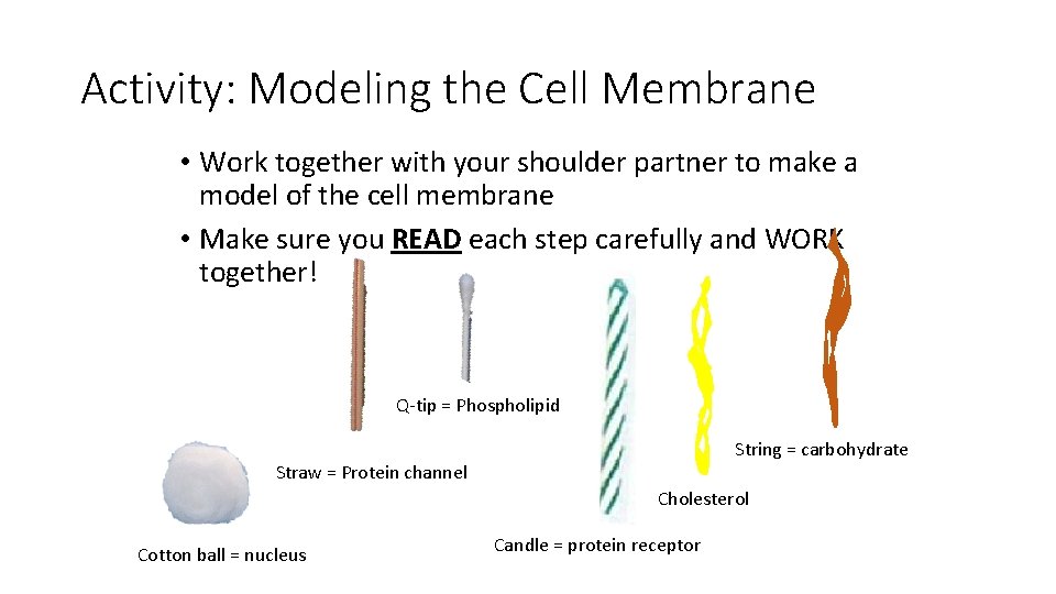 Activity: Modeling the Cell Membrane • Work together with your shoulder partner to make
