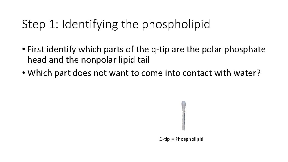 Step 1: Identifying the phospholipid • First identify which parts of the q-tip are