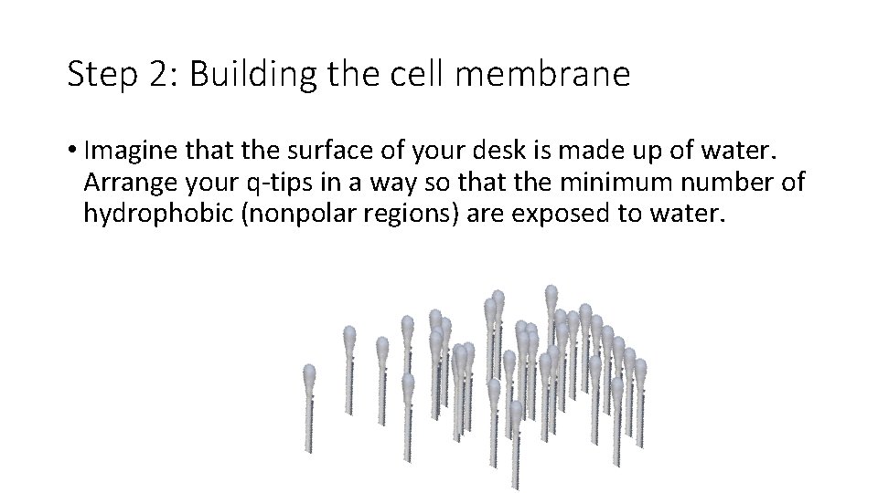 Step 2: Building the cell membrane • Imagine that the surface of your desk