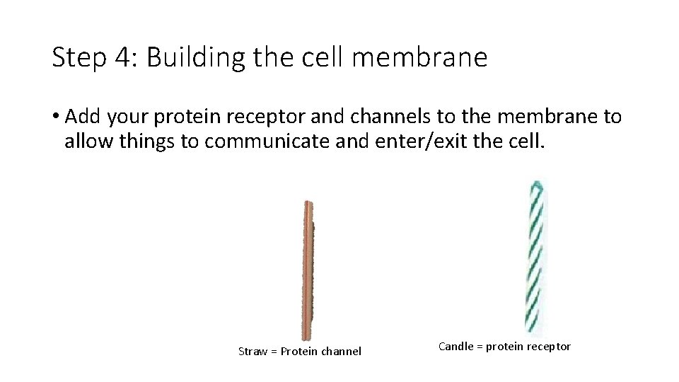 Step 4: Building the cell membrane • Add your protein receptor and channels to