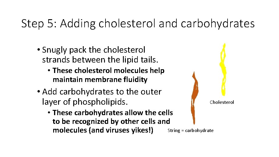 Step 5: Adding cholesterol and carbohydrates • Snugly pack the cholesterol strands between the