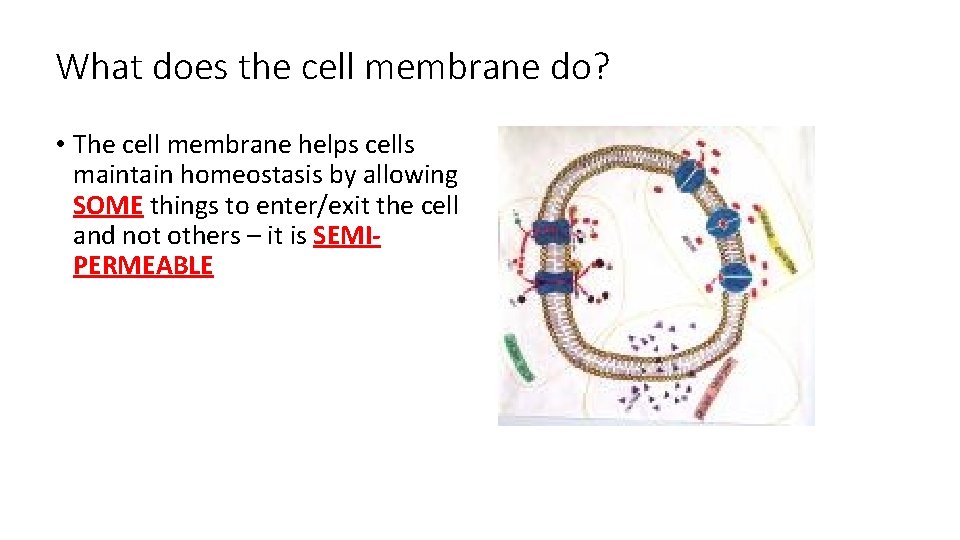 What does the cell membrane do? • The cell membrane helps cells maintain homeostasis