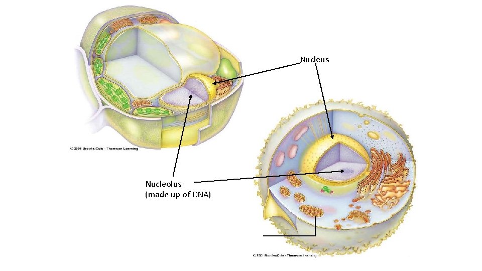 Nucleus Nucleolus (made up of DNA) 