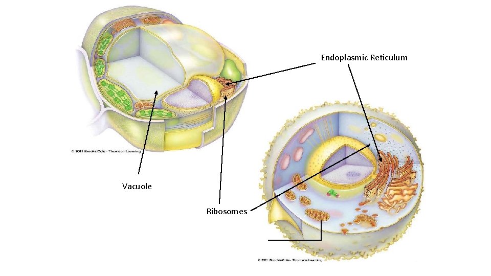 Endoplasmic Reticulum Vacuole Ribosomes 