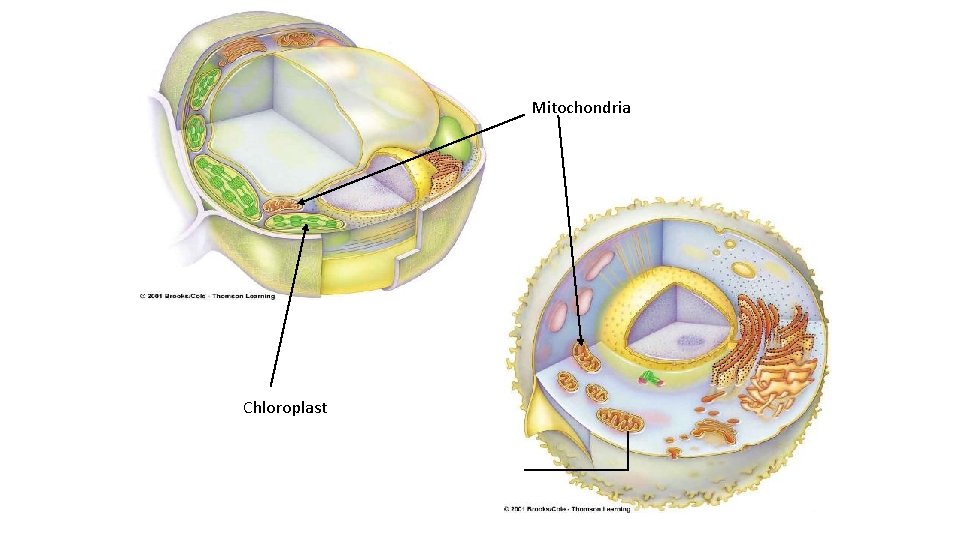 Mitochondria Chloroplast 