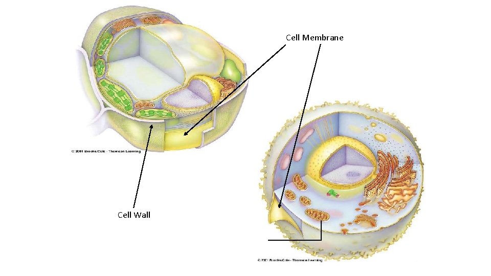 Cell Membrane Cell Wall 