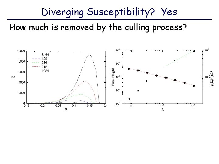 Diverging Susceptibility? Yes How much is removed by the culling process? 