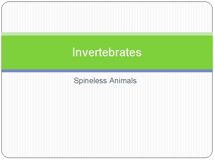 Invertebrates Spineless Animals 