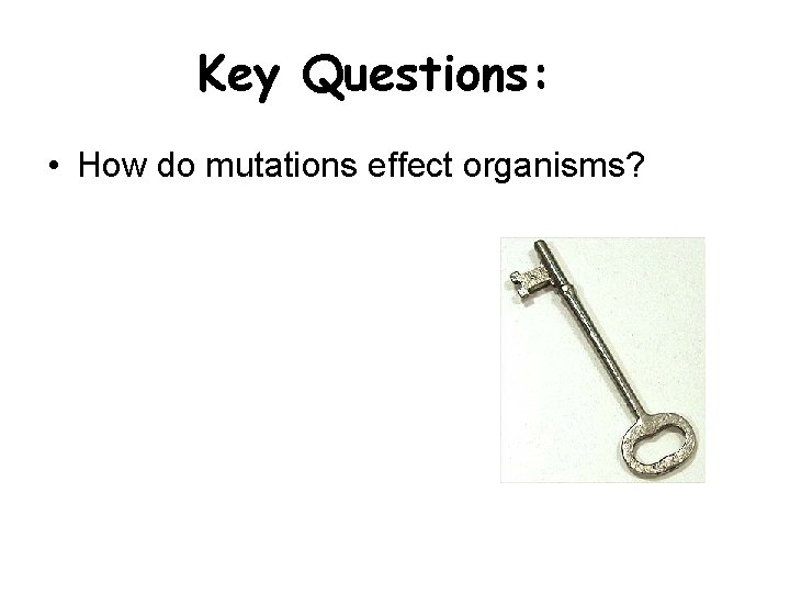 Key Questions: • How do mutations effect organisms? Key Questions: • How do mutations effect organisms?