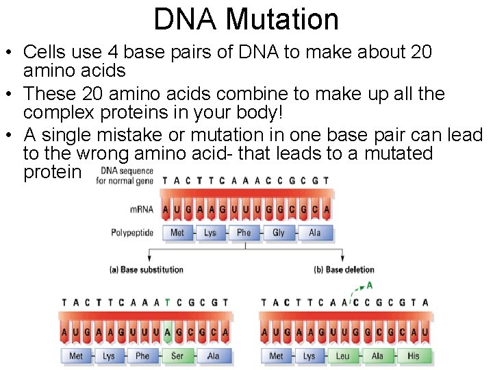 DNA Mutation • Cells use 4 base pairs of DNA to make about 20 DNA Mutation • Cells use 4 base pairs of DNA to make about 20