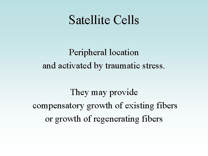 Satellite Cells Peripheral location and activated by traumatic stress. They may provide compensatory growth Satellite Cells Peripheral location and activated by traumatic stress. They may provide compensatory growth