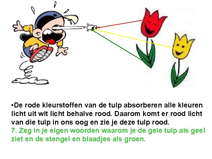  • De rode kleurstoffen van de tulp absorberen alle kleuren licht uit wit