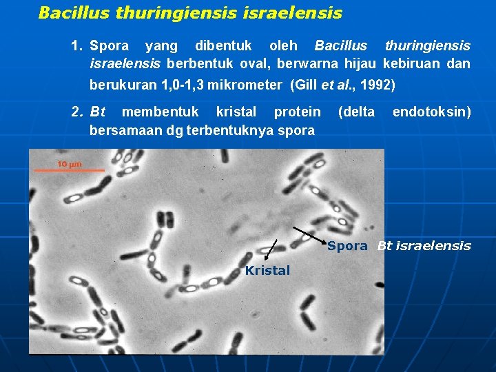 Bacillus thuringiensis israelensis 1. Spora yang dibentuk oleh Bacillus thuringiensis israelensis berbentuk oval, berwarna