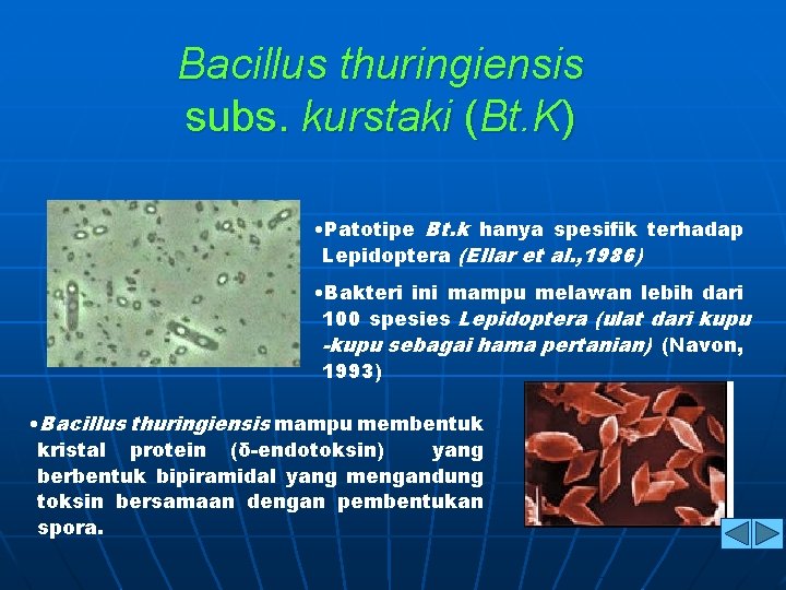 Bacillus thuringiensis subs. kurstaki (Bt. K) • Patotipe Bt. k hanya spesifik terhadap Lepidoptera