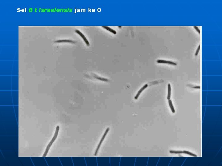 Sel B t israelensis jam ke 0 