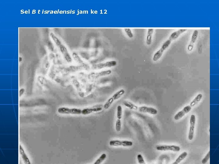 Sel B t israelensis jam ke 12 