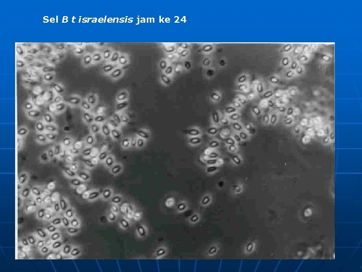 Sel B t israelensis jam ke 24 