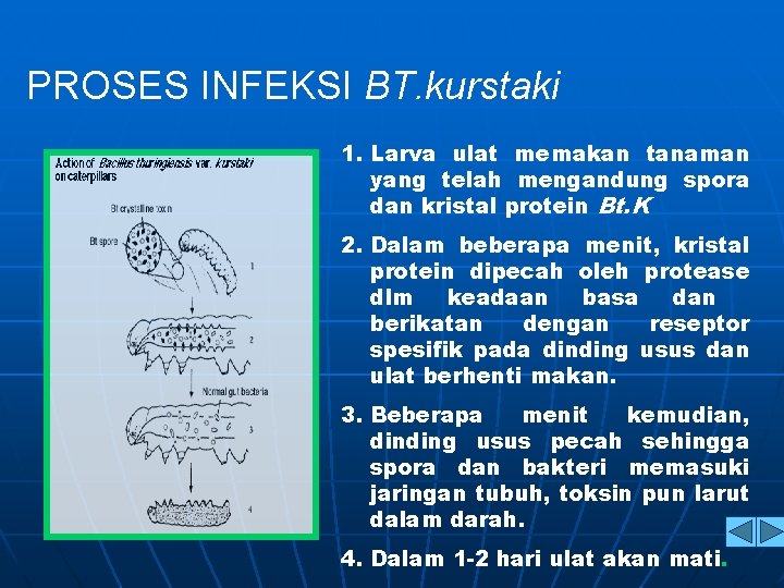 PROSES INFEKSI BT. kurstaki 1. Larva ulat memakan tanaman yang telah mengandung spora dan