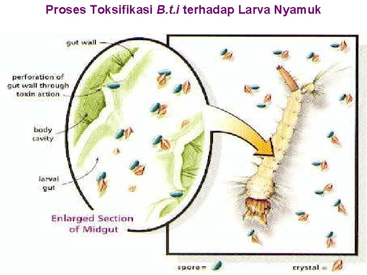 Proses Toksifikasi B. t. i terhadap Larva Nyamuk 