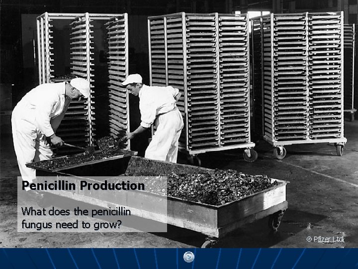 Penicillin Production What does the penicillin fungus need to grow? Pfizer Ltd 