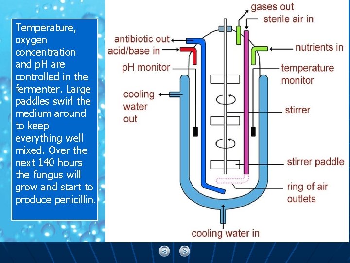 Temperature, oxygen concentration and p. H are controlled in the fermenter. Large paddles swirl