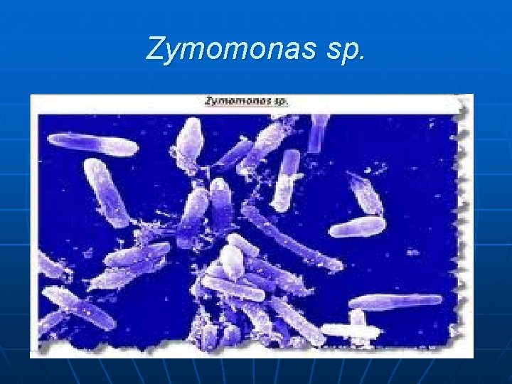 Zymomonas sp. 