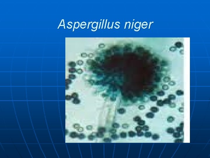 Aspergillus niger 