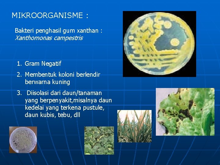 MIKROORGANISME : Bakteri penghasil gum xanthan : Xanthomonas campestris 1. Gram Negatif 2. Membentuk