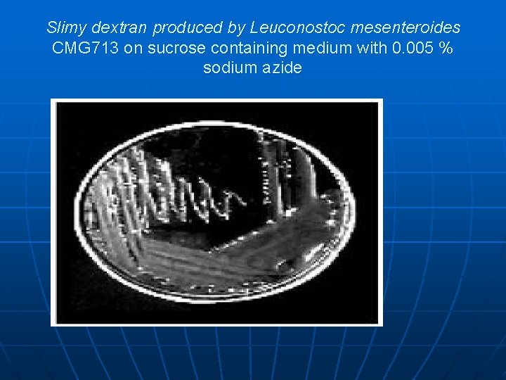 Slimy dextran produced by Leuconostoc mesenteroides CMG 713 on sucrose containing medium with 0.