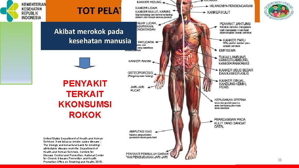 TOT PELATIHAN KELUARGA SEHAT Akibat merokok pada kesehatan manusia PENYAKIT TERKAIT KKONSUMSI ROKOK United TOT PELATIHAN KELUARGA SEHAT Akibat merokok pada kesehatan manusia PENYAKIT TERKAIT KKONSUMSI ROKOK United
