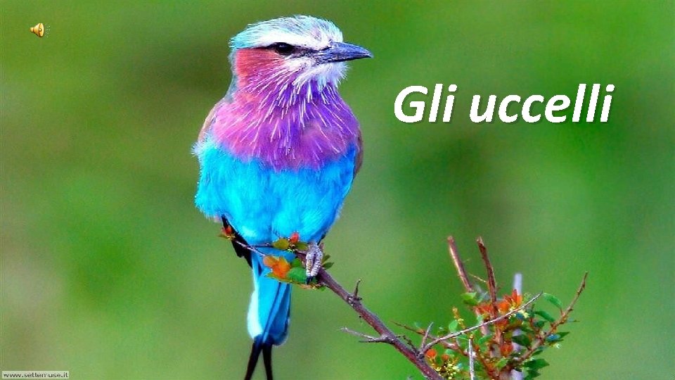 Gli uccelli 