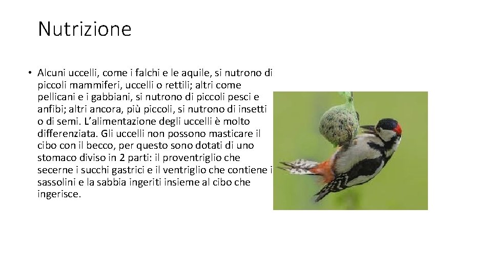 Nutrizione • Alcuni uccelli, come i falchi e le aquile, si nutrono di piccoli