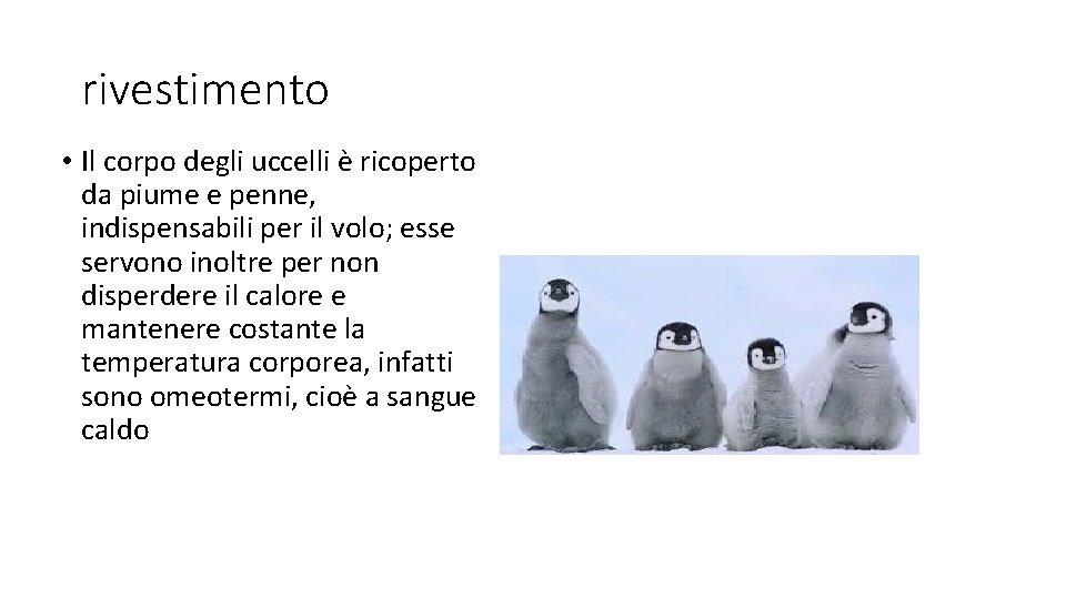 rivestimento • Il corpo degli uccelli è ricoperto da piume e penne, indispensabili per