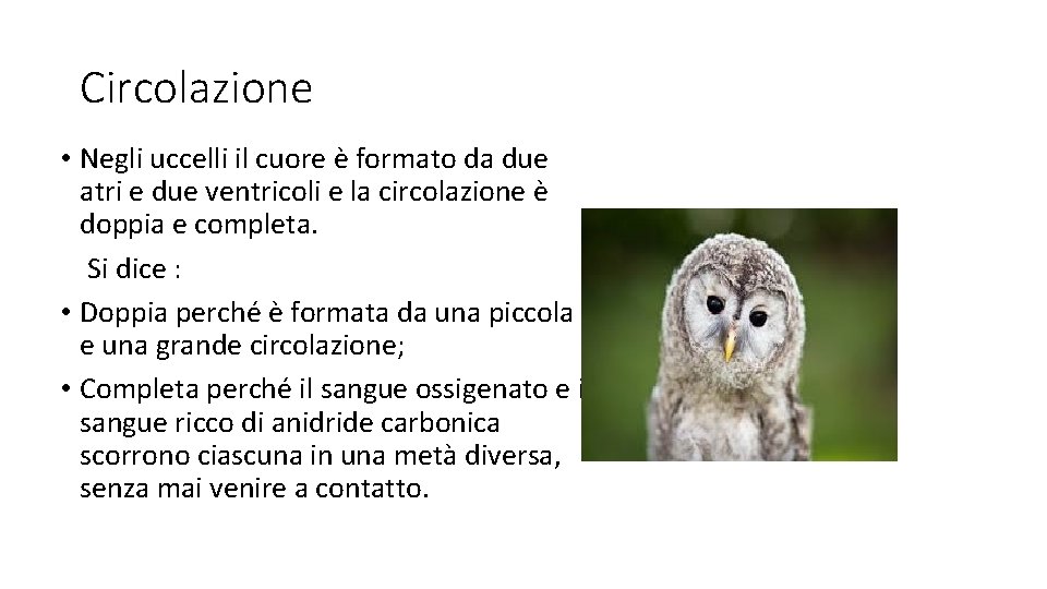 Circolazione • Negli uccelli il cuore è formato da due atri e due ventricoli