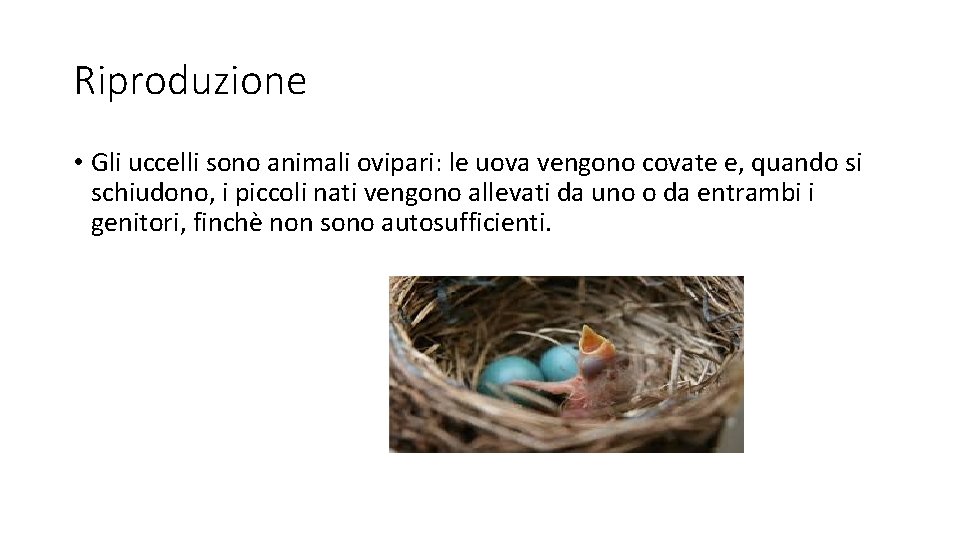 Riproduzione • Gli uccelli sono animali ovipari: le uova vengono covate e, quando si