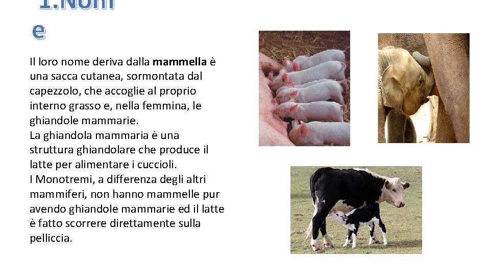 1. Nom e Il loro nome deriva dalla mammella è una sacca cutanea, sormontata