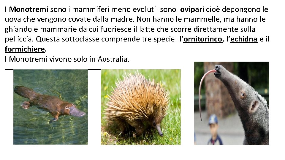 I Monotremi sono i mammiferi meno evoluti: sono ovipari cioè depongono le uova che