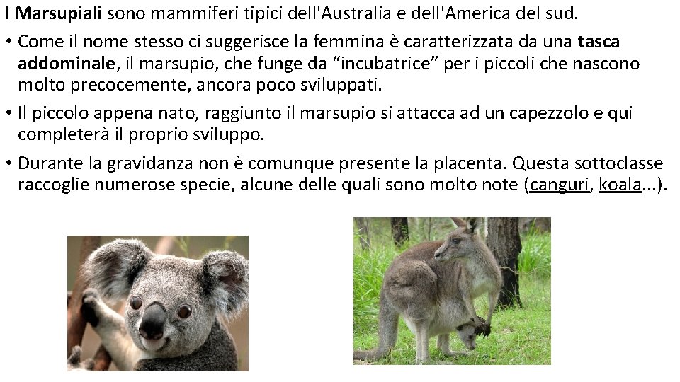I Marsupiali sono mammiferi tipici dell'Australia e dell'America del sud. • Come il nome