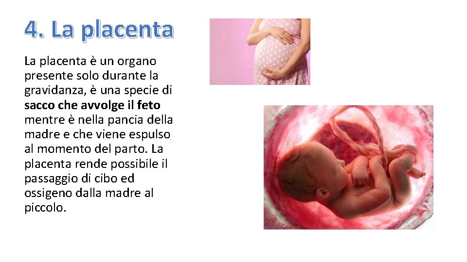 4. La placenta è un organo presente solo durante la gravidanza, è una specie